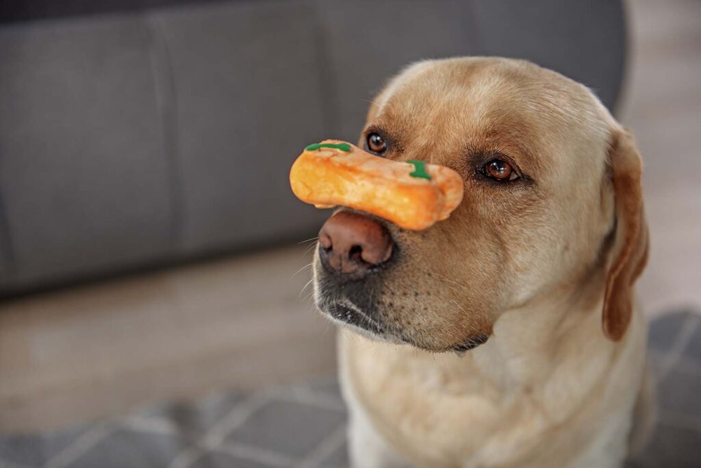 Dog balancing treat