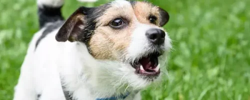 blog-barking-dog-2