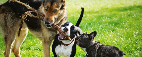 dogs