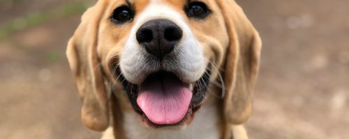 milli-2l0CWTpcChI-unsplash
