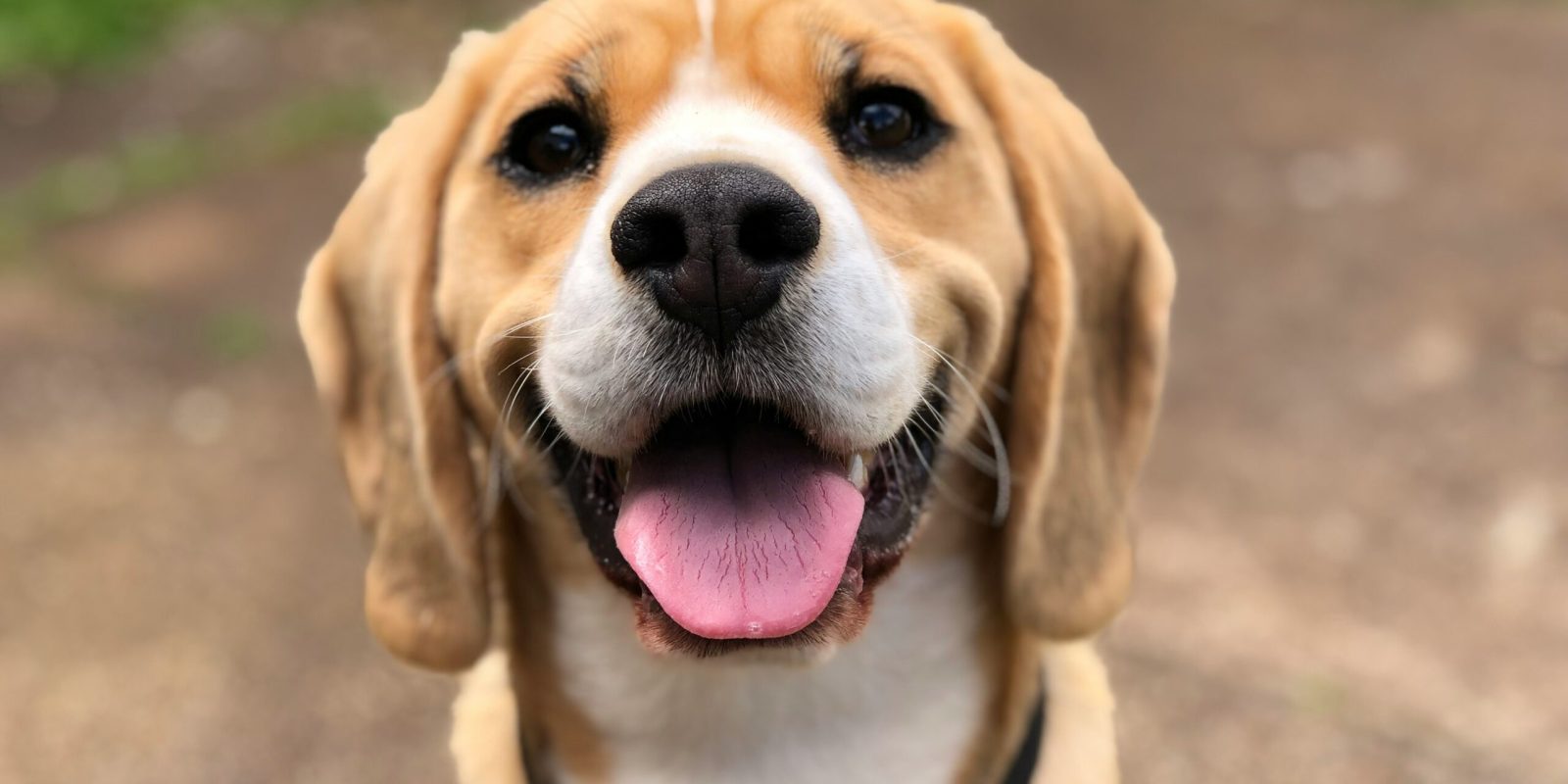 milli-2l0CWTpcChI-unsplash
